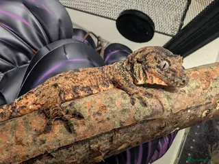 Mixed Breed reptiles Various reptiles looking for new homes - Advert 10