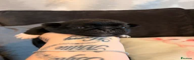 Pug 3