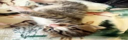 Mixed Breed cats for sale: 4 Kittens Available (Prize Winning Stock 🏆) in Croydon - Advert 10