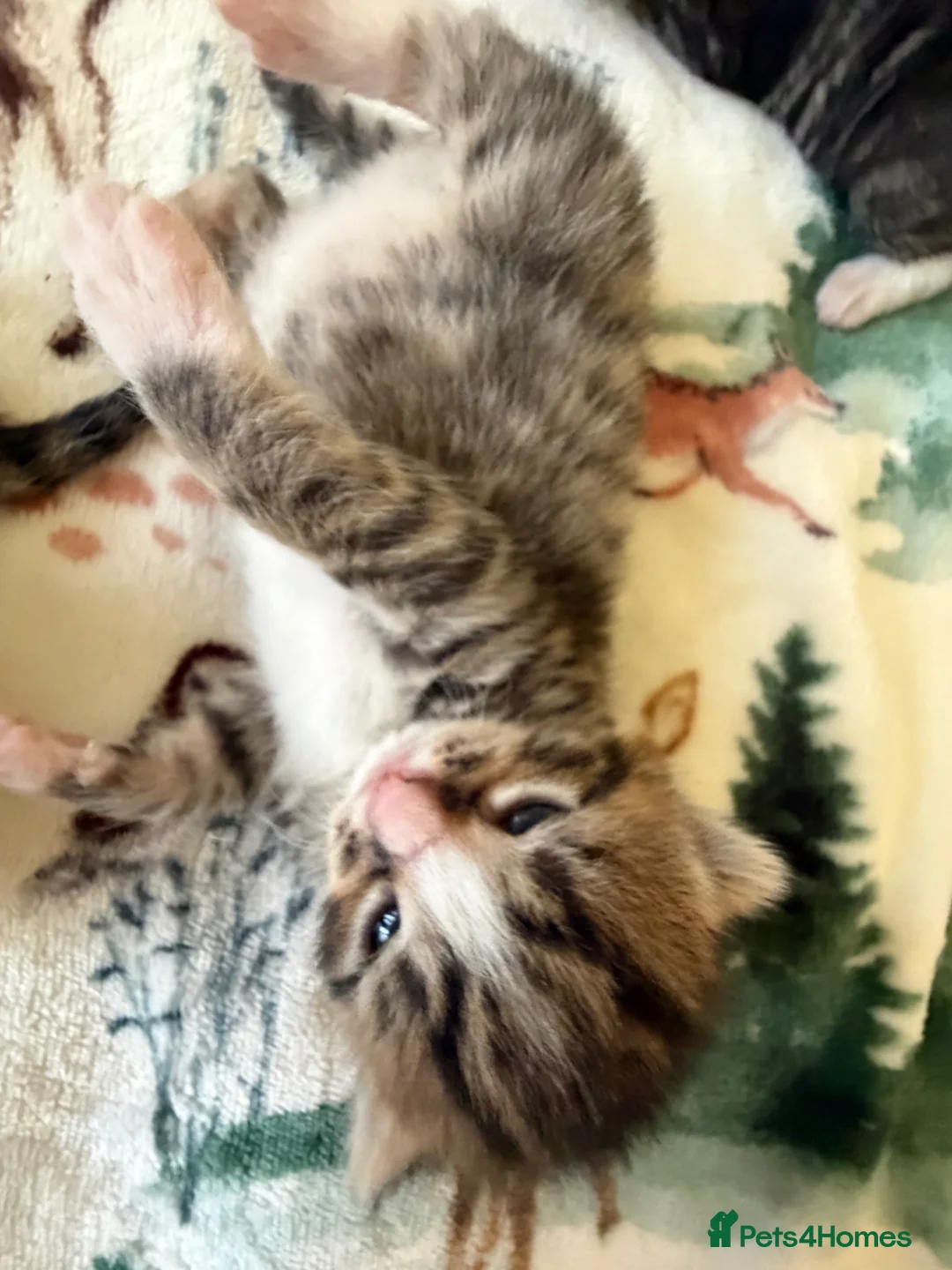 Mixed Breed cats for sale: 4 Kittens Available (Prize Winning Stock 🏆) in Croydon - Advert 10