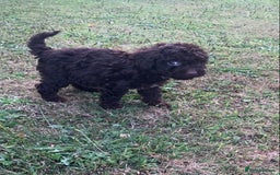 Cockapoo dogs for sale: Stunning F1B Cockapoo puppies  - Image 9