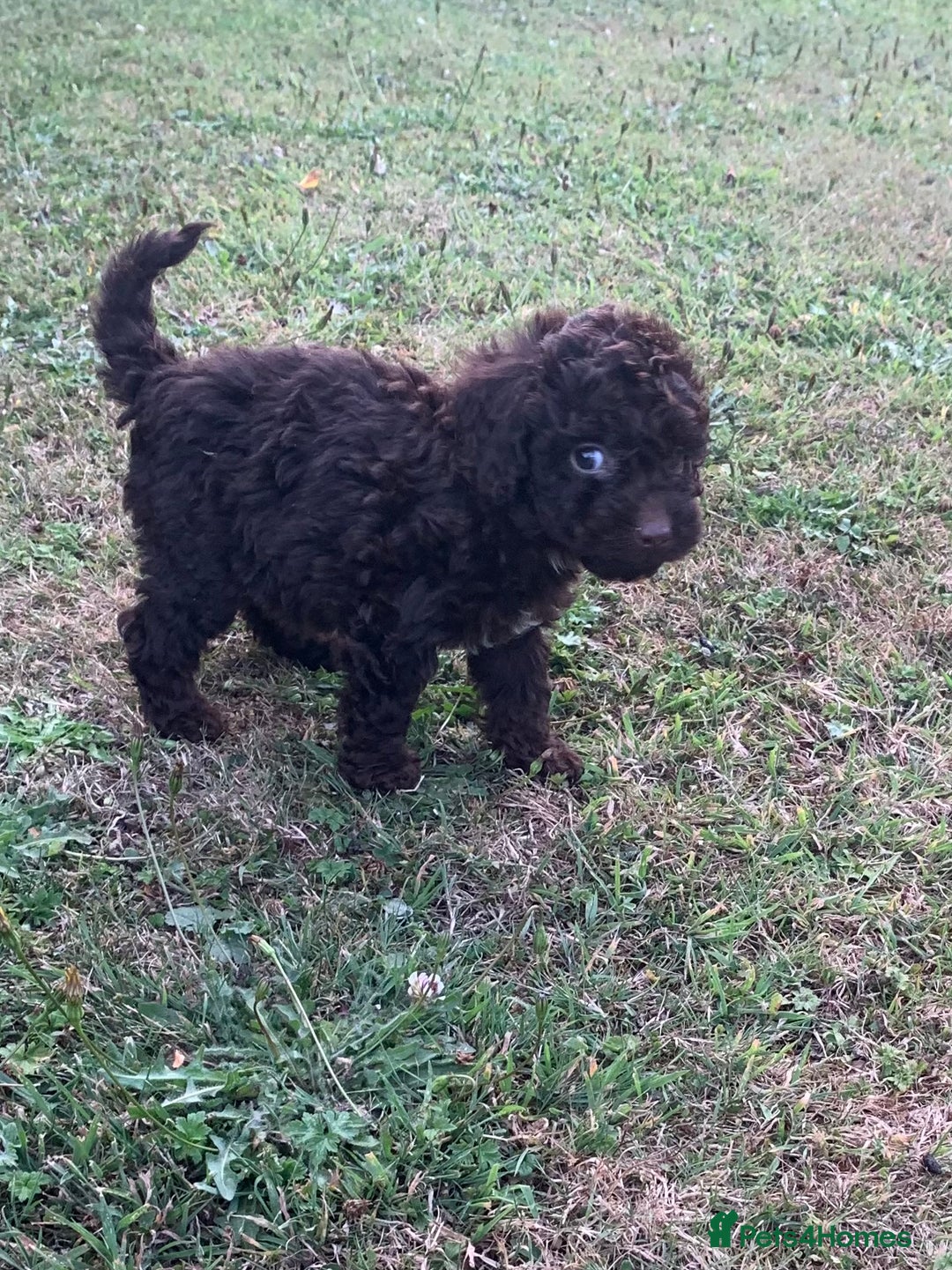 Cockapoo dogs for sale: Stunning F1B Cockapoo puppies  - Image 9