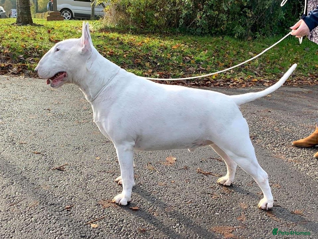 English Bull Terrier dogs for sale: KC English Bull Terrier puppies available  - Advert 12