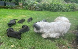 Skye Terrier dogs for sale: Gorgeous chunky terrier pups  - Image 1