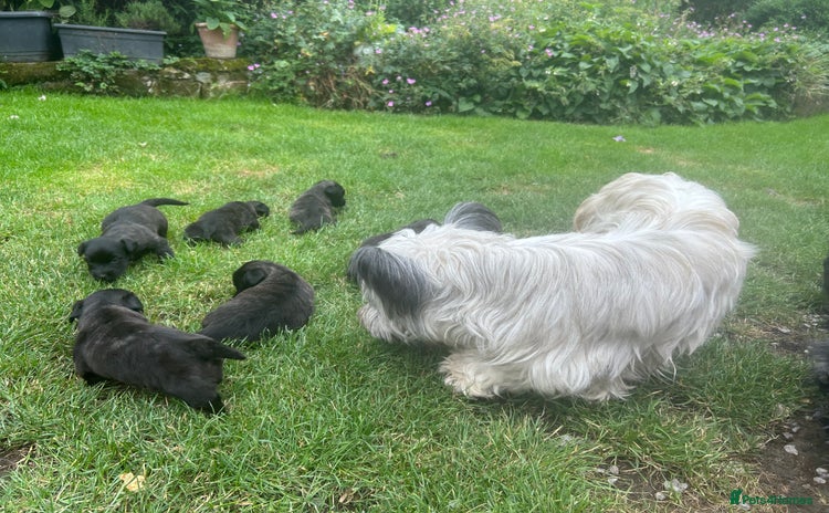 Skye Terrier dogs - Advert 1