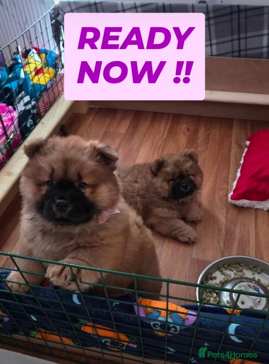 Chow Chow dogs for sale: READY NOW !!! KC REGISTERED CHOW CHOW GIRL - Advert 1