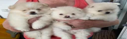 Pomeranian dogs for sale: Stunning pomeranians for sale both parents KC  in Ely - Advert 4