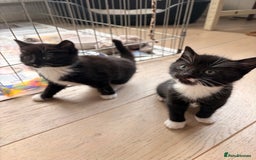 Domestic Shorthair cats for sale: Gorgeous kittens for sale - south of Edinburgh  - Image 15
