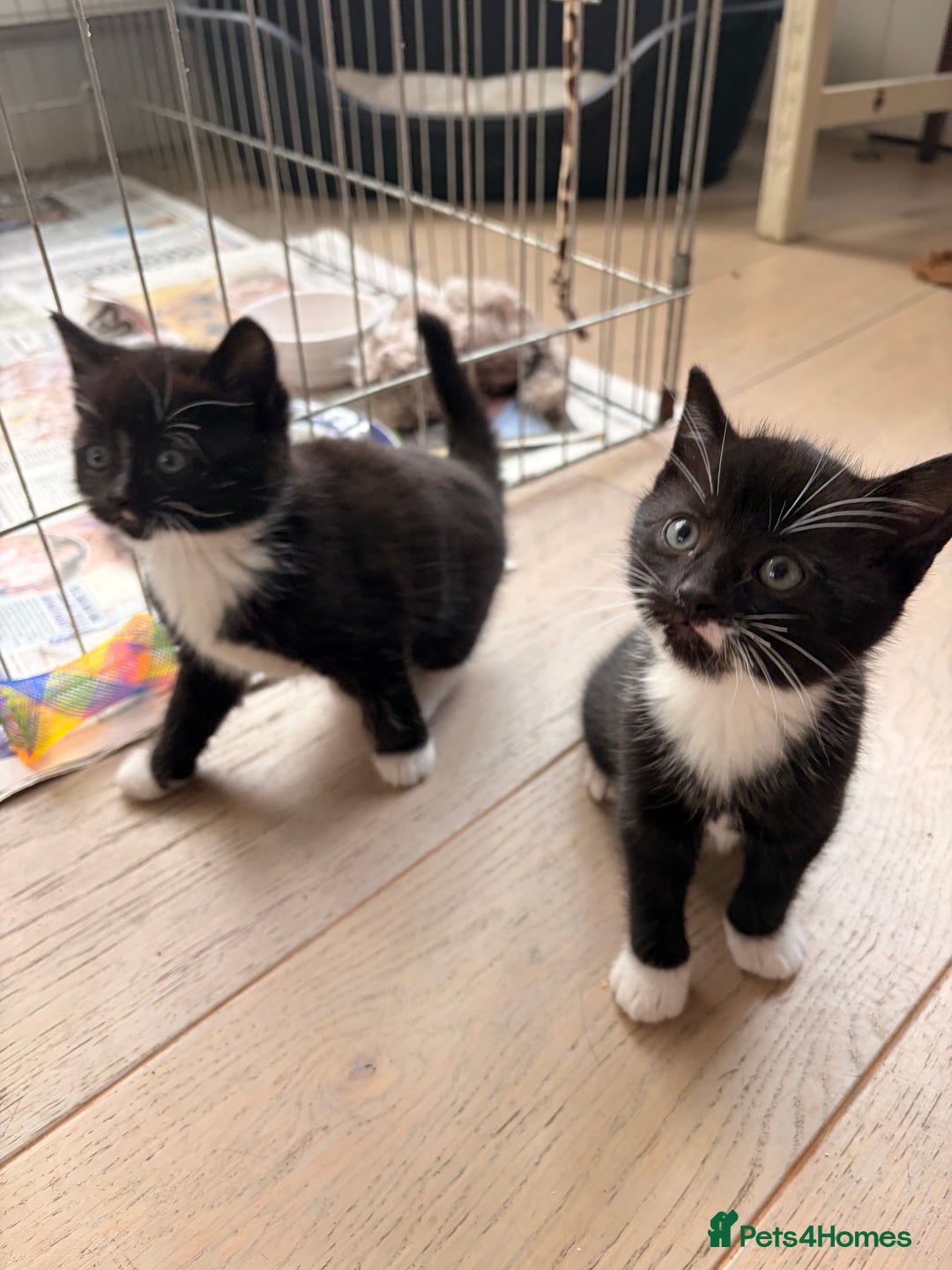 Domestic Shorthair cats for sale: Gorgeous kittens for sale - south of Edinburgh  - Image 15