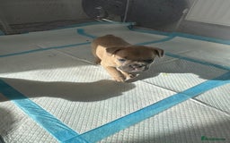 French Bulldog dogs for sale: French bulldog puppies - Image 4