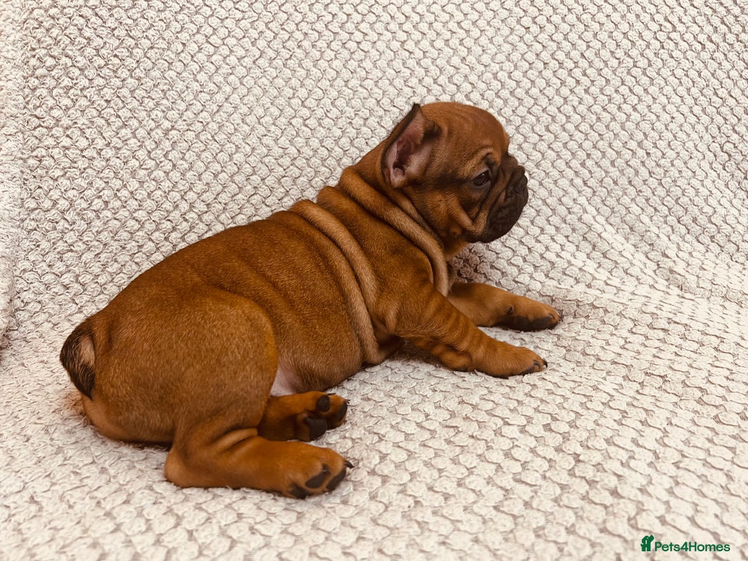 French Bulldog dogs for sale: Stunning boy 😍 - Advert 4