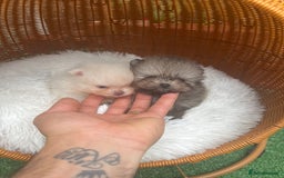 Pomeranian dogs for sale: Pomeranian toy  - Image 12