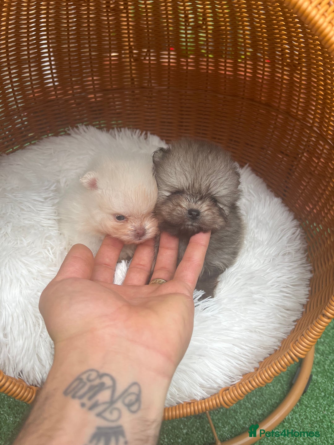 Pomeranian dogs for sale: Pomeranian toy  - Image 12