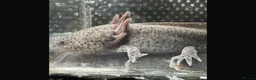 Axolotl reptiles for sale: Axanthic Melanistic Axoltol in Barrow-in-Furness - Advert 6