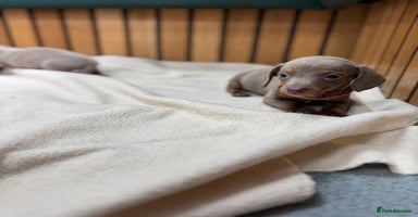 Miniature Dachshund dogs - Advert 7