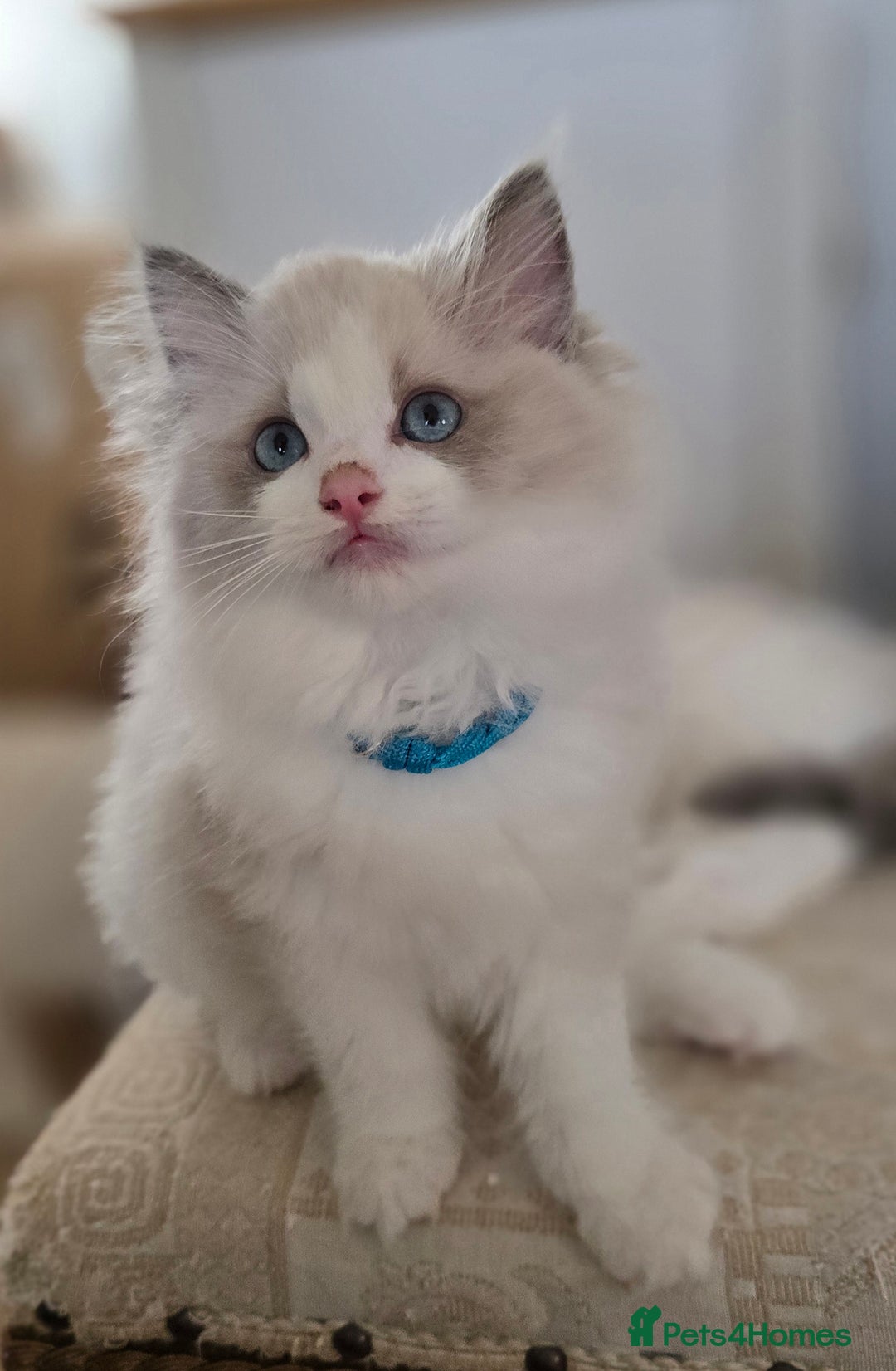 Ragdoll cats for sale: Stunning Ragdoll kittens .TICA registered  - Advert 13