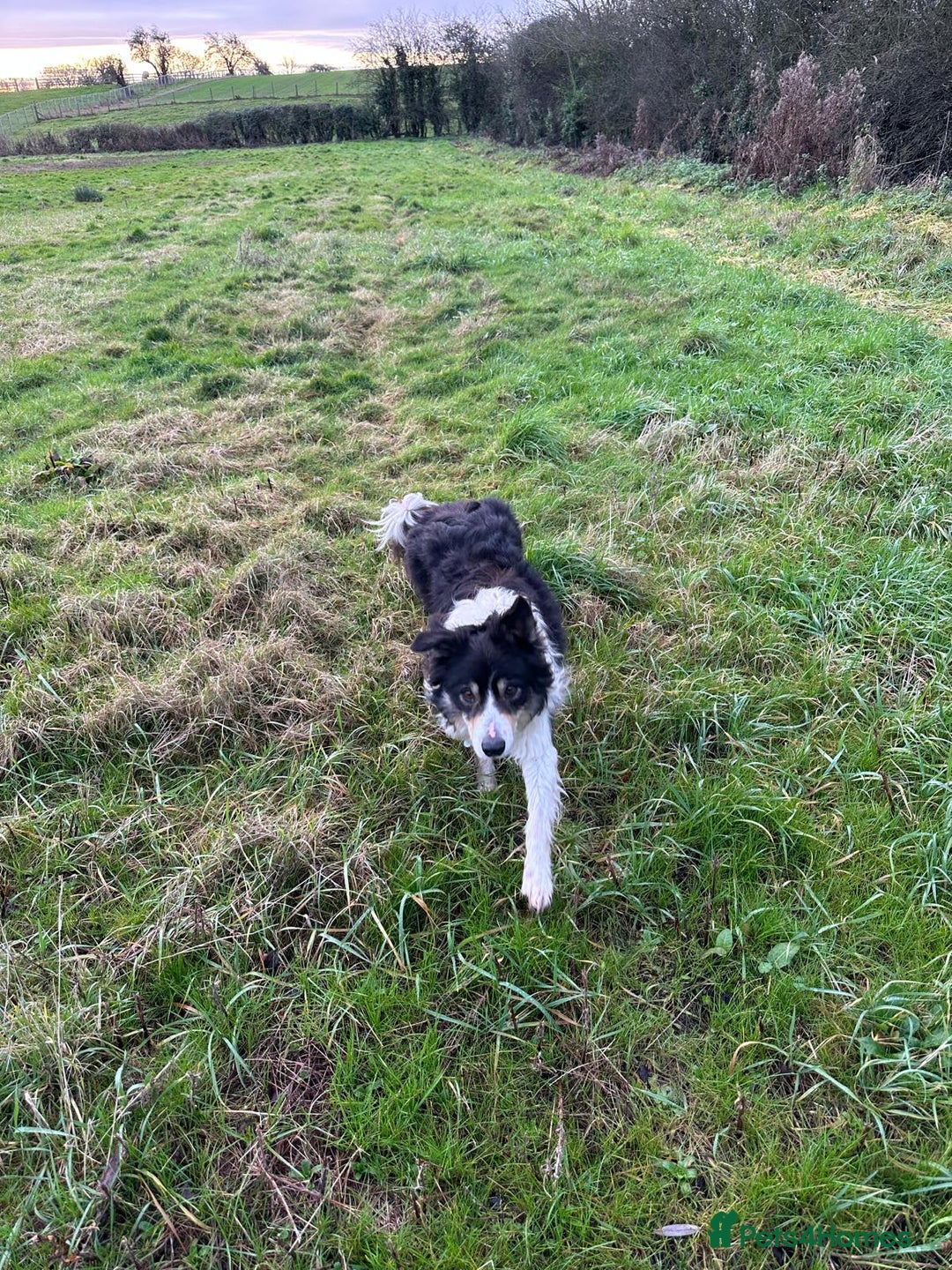 Border Collie dogs for sale: Chase the retired collie urgently needs a home  - Advert 3