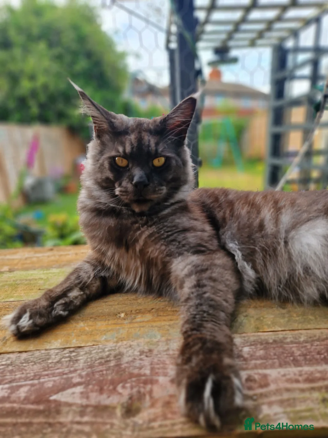 Maine Coon cats for sale: Tica registered black smoke mainecoon  - Advert 2