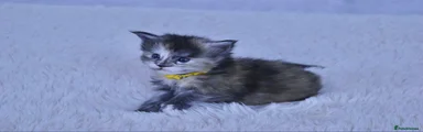 Yellow collar (Skye)