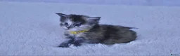 Maine Coon cats for sale: TICA Maine coon kittens - Advert 13