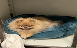 Pomeranian dogs for sale: Teddybear cuddly Retired spayed 1-2 years old  - Image 4