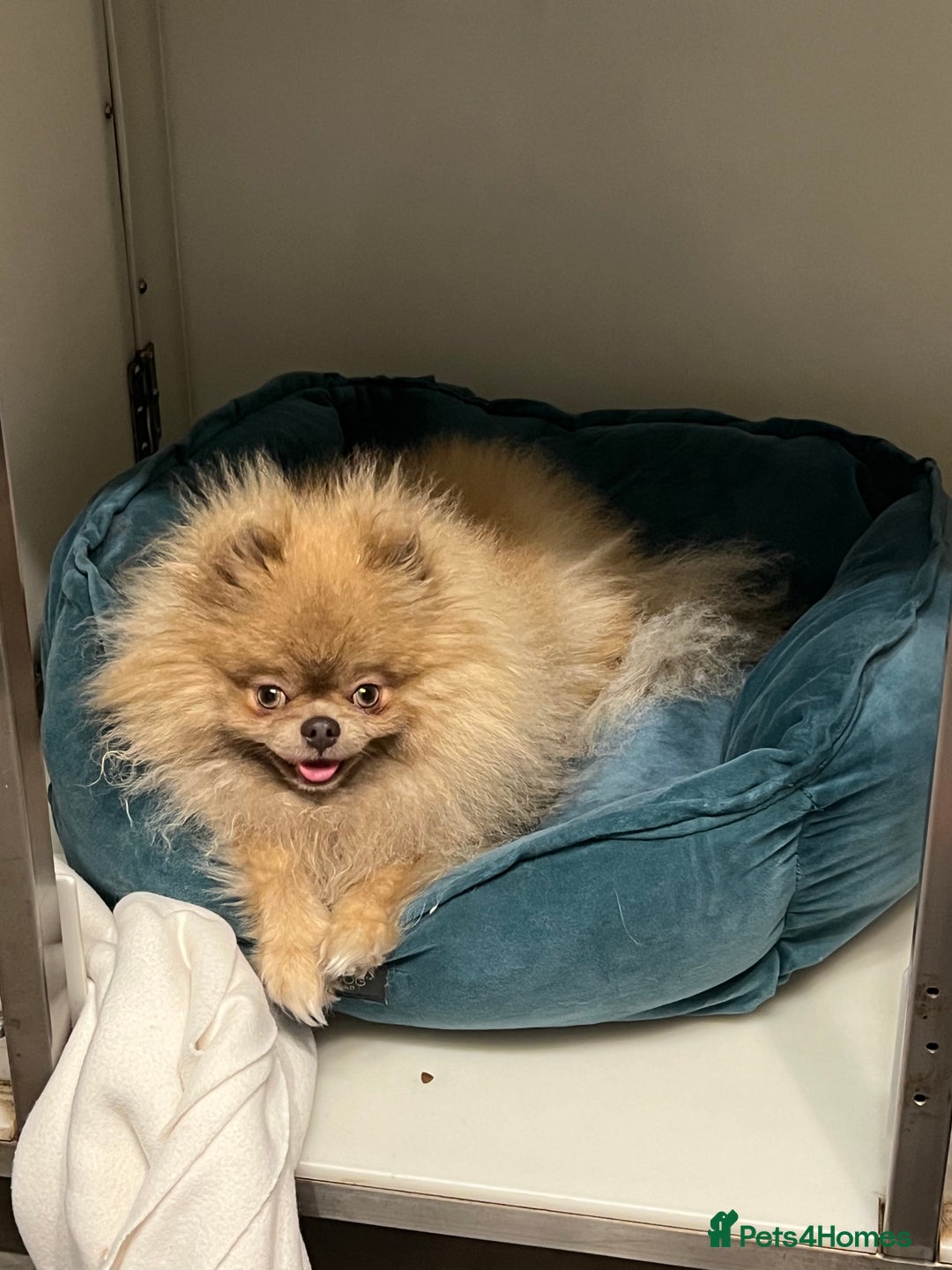 Pomeranian dogs for sale: Teddybear cuddly Retired spayed 1-2 years old  - Image 4