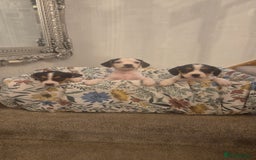 Mixed Breed dogs for sale: Jack russell x cavalier king Charles  - Image 7