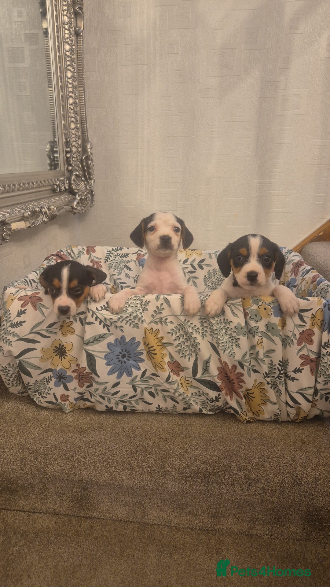 Mixed Breed dogs for sale: Jack russell x cavalier king Charles  - Image 7