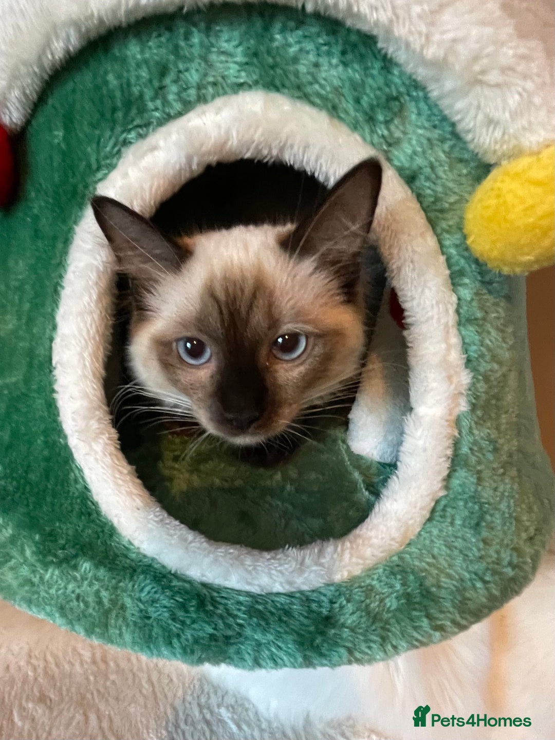 Ragdoll cats for sale: GCCF Ragdoll seal kittens, only 2 boys left - Advert 1