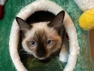 Ragdoll cats GCCF Ragdoll seal kittens, only 2 boys left - Advert 14