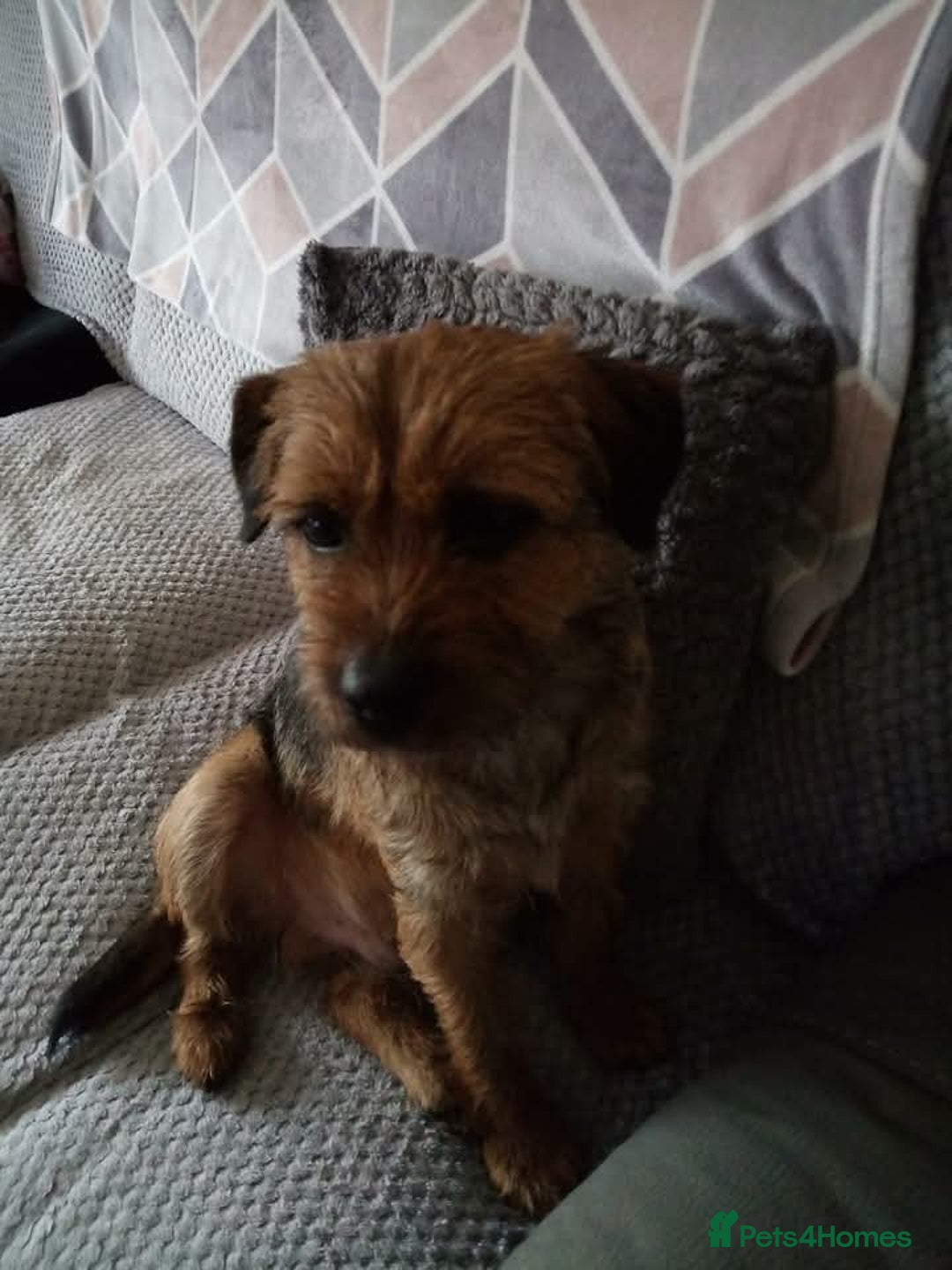 Border Terrier dogs for stud: Stud  - Advert 5