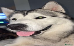 Alaskan Malamute dogs for sale: Loki Aka BIG FLUFF  - Image 5