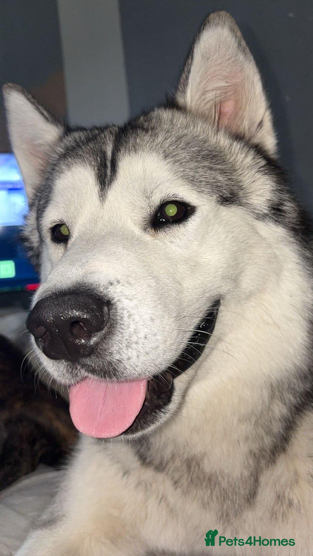 Alaskan Malamute dogs for sale: Loki Aka BIG FLUFF  - Image 5