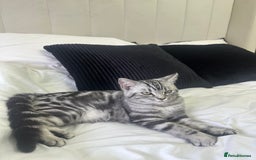 British Shorthair cats for sale: Gorgeous friendly british short hair girl - Image 5