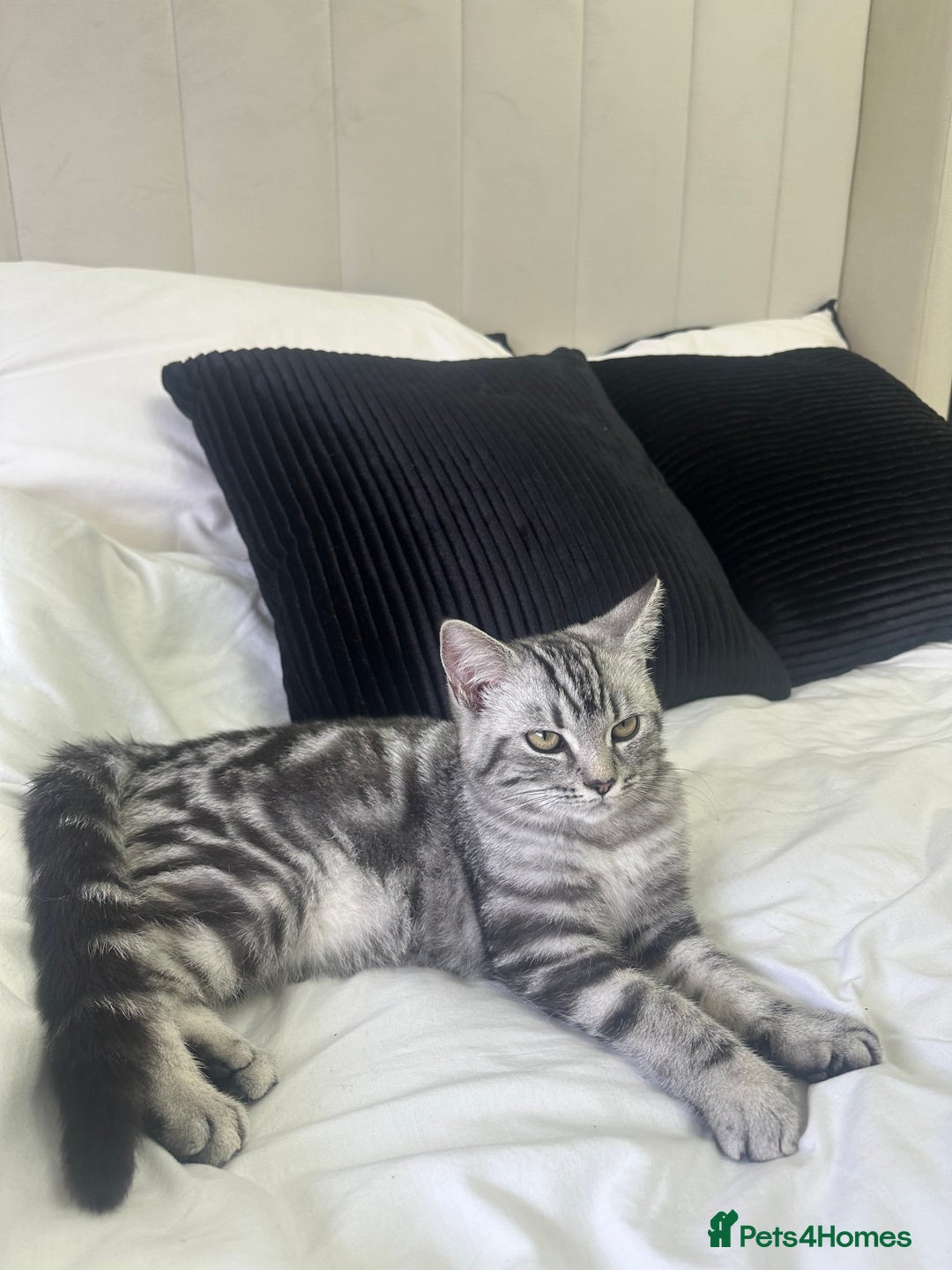 British Shorthair cats for sale: Gorgeous friendly british short hair girl - Image 5