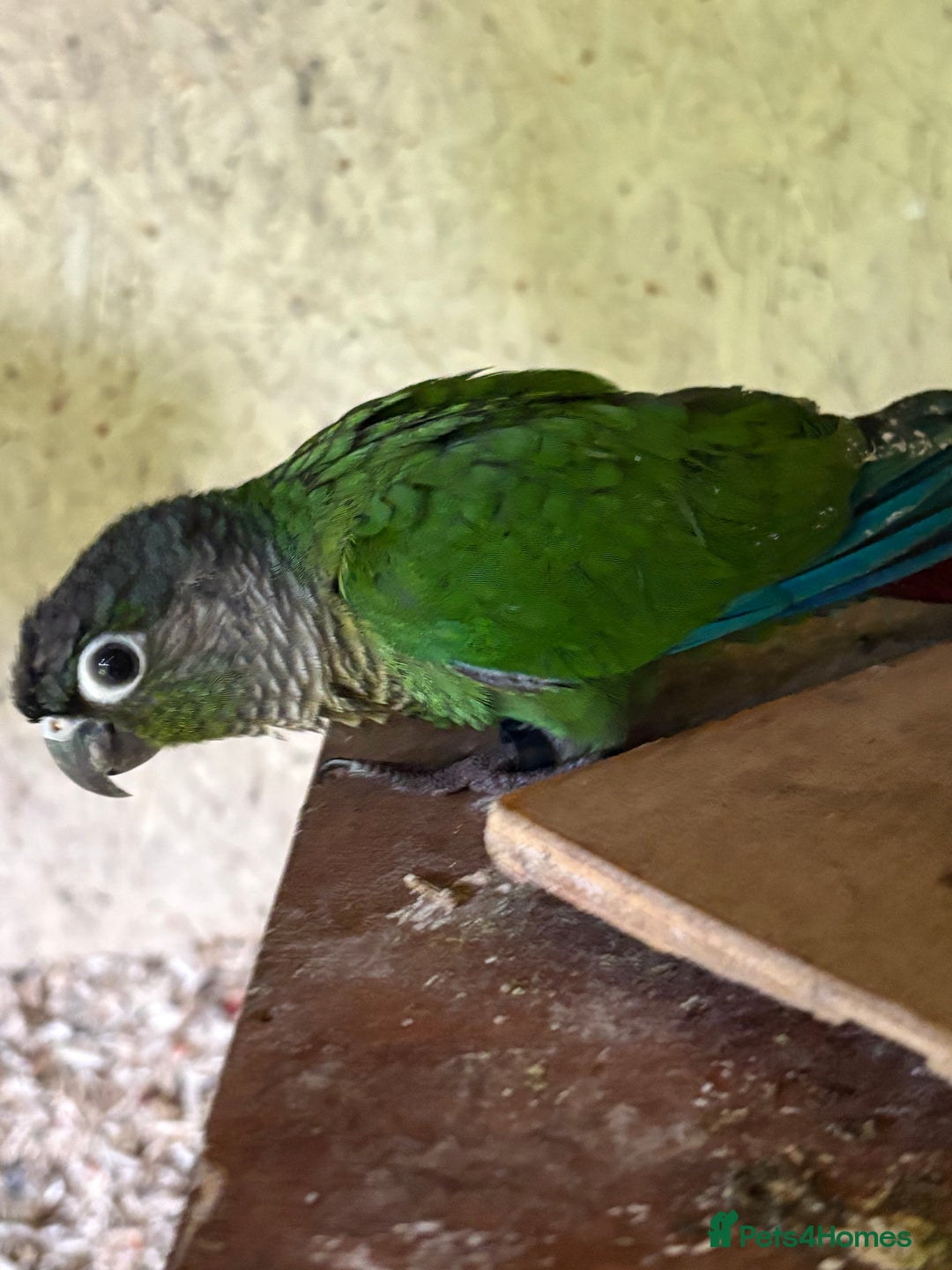 Conures birds for sale: Aviary bred baby conures, dna sexed - Image 7