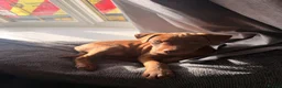 Mixed Breed dogs for sale: Patterdale x Wheaton - Advert 3