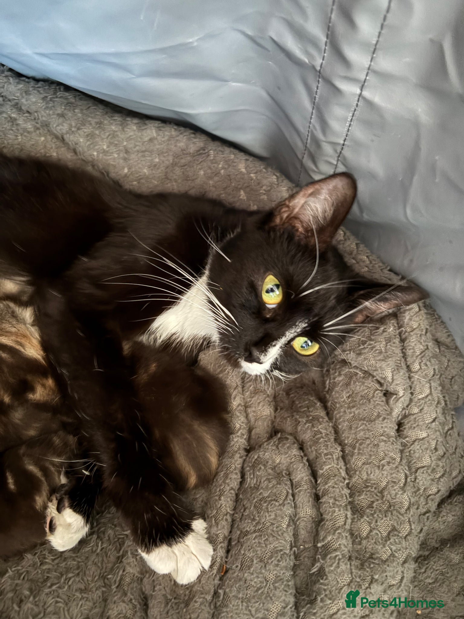 Domestic Shorthair cats 6 boys, 5 x  silver tabby 1 x black and white - Advert 3