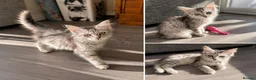 Maine Coon cats for sale: GCCF Maine Coone's, test, Vacc, papers & vet check - Advert 3