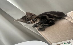 Mixed Breed cats for sale: Make and female tabby kittens for sale  - Image 9