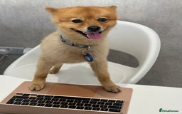 German Spitz dogs for stud: German Spitz Stud - Advert 3