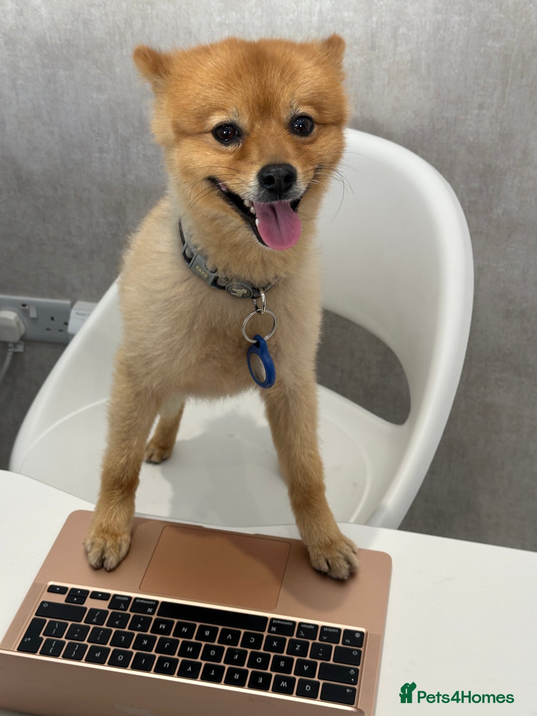 German Spitz dogs for stud: German Spitz Stud - Advert 3