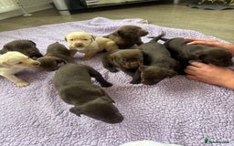 Labrador Retriever dogs for sale: KC Labrador puppies - Image 2