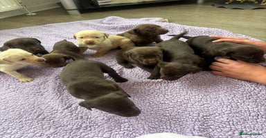 Labrador Retriever dogs - Advert 5
