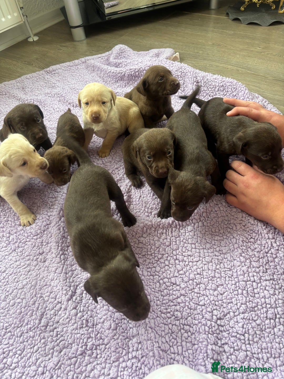 Labrador Retriever dogs for sale: KC Labrador puppies - Image 2