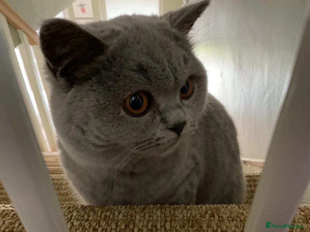 British Shorthair cats for sale: Female British shorthair 10 months old  in Whitby - Advert 1