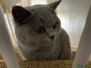 British Shorthair cats Female British shorthair 10 months old - Advert 1