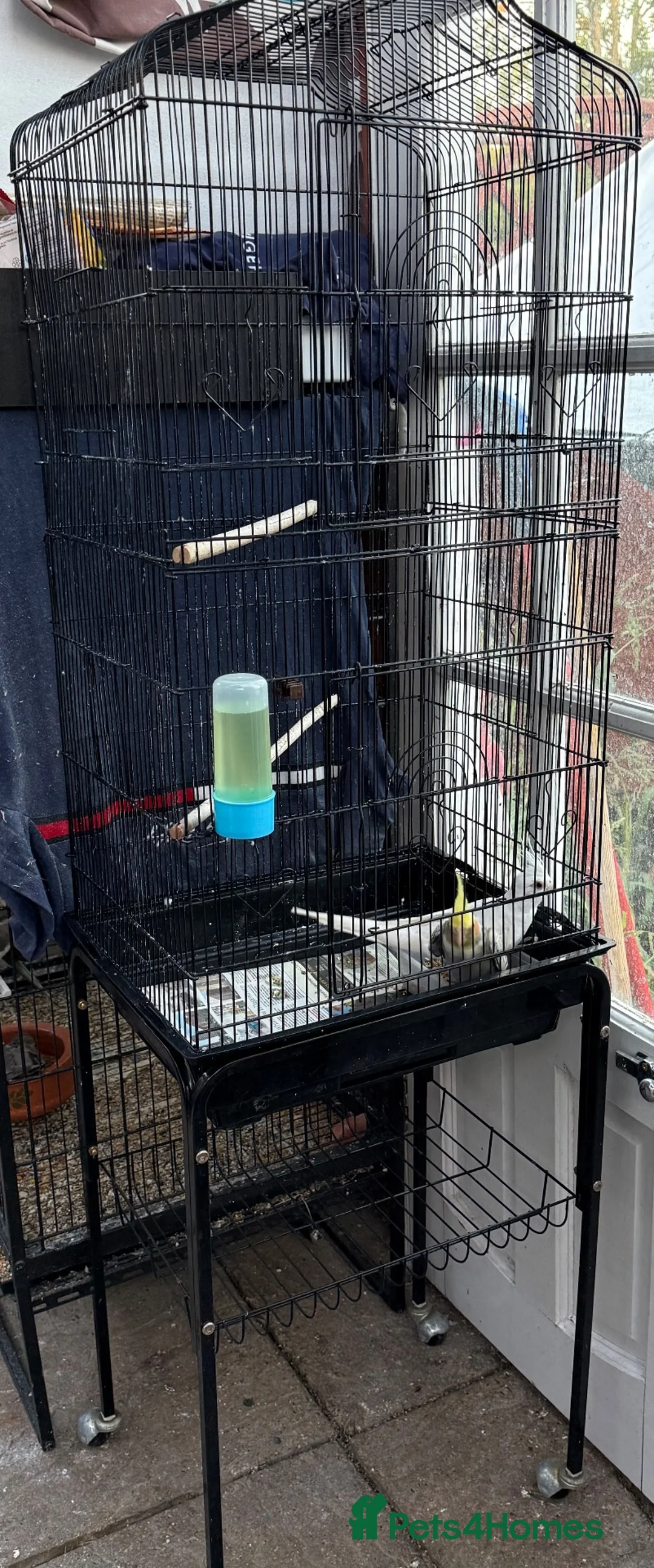 Cockatiels birds for sale: Albino / pied Cockatiels for sale with cage.  - Advert 2