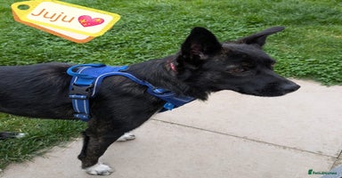 Mixed Breed dogs - Advert 13