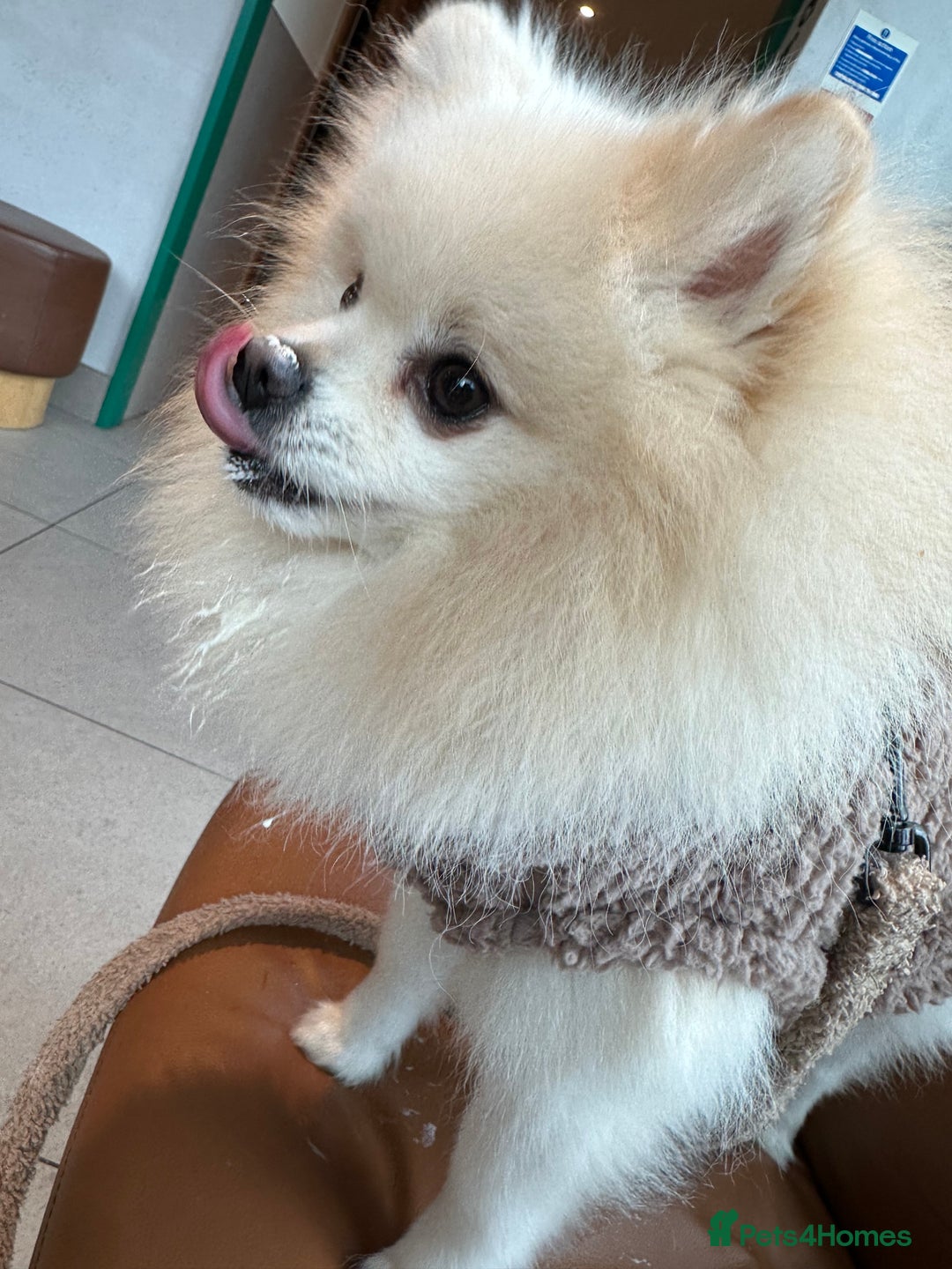 Pomeranian dogs for stud: ✨ Premium Pomeranian Stud Available – Elvis ✨ - Advert 9